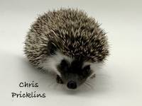 hedgehog photo