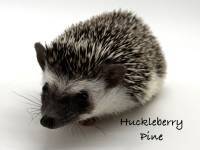 hedgehog photo