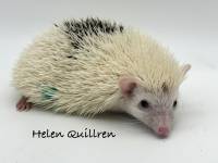 hedgehog photo