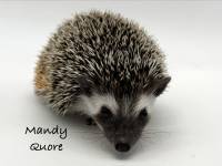 hedgehog photo