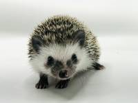 hedgehog photo