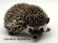 hedgehog photo