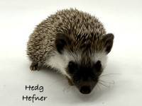 hedgehog photo