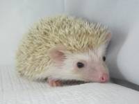 Sidney