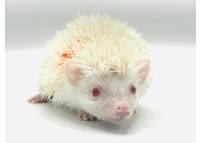 hedgehog photo