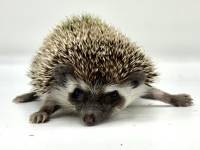 hedgehog photo