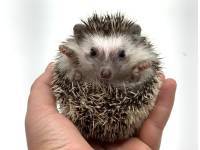 hedgehog photo