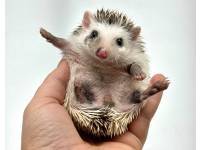 hedgehog photo