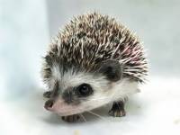 hedgehog photo
