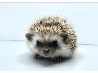 hedgehog photo