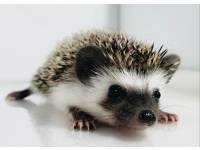 hedgehog photo