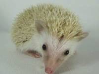 Sorrell
