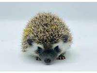 hedgehog photo