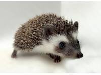 hedgehog photo