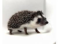 hedgehog photo