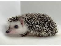 hedgehog photo