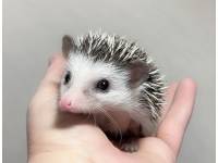 hedgehog photo