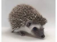 hedgehog photo