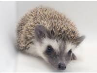 hedgehog photo