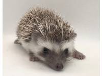 hedgehog photo