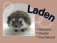 hedgehog photo