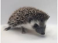 hedgehog photo