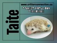 hedgehog photo