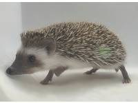 hedgehog photo