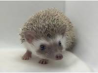 hedgehog photo
