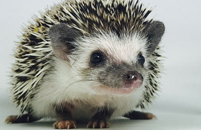 Hedgehog